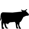 Bovinos