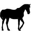 Equinos